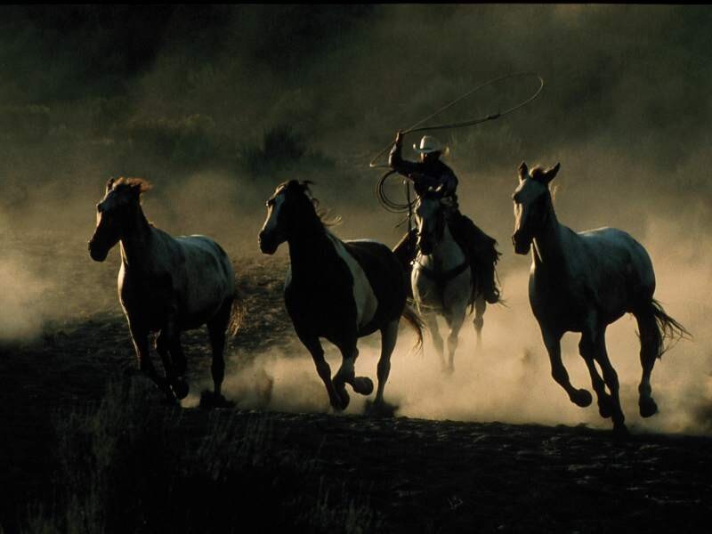 Cowboy herding horses at dusk