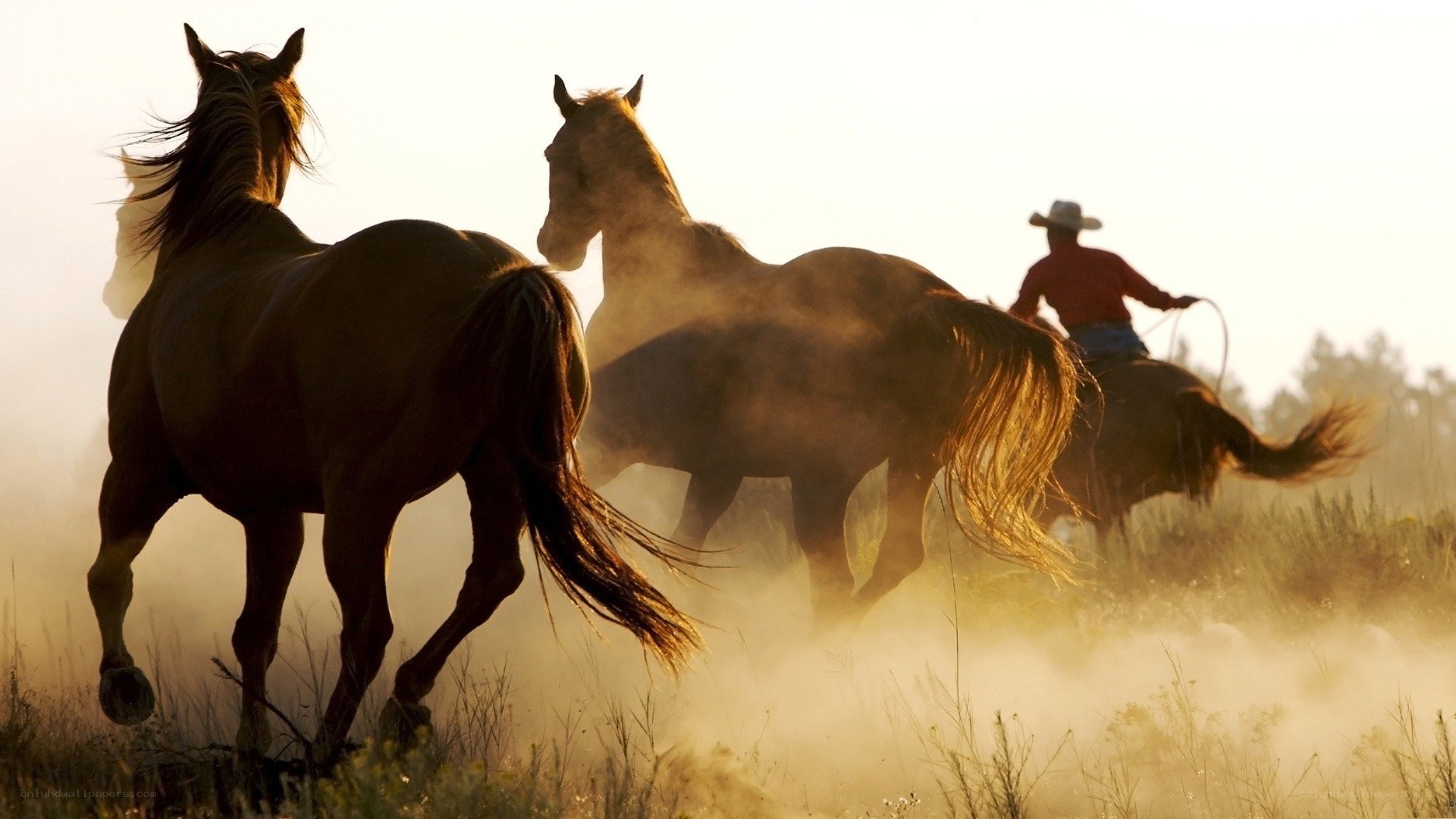 Cowboy herding horses at sunset