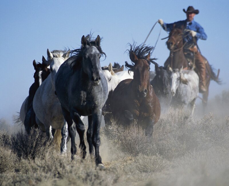 Cowboy Herding Horses — Blue