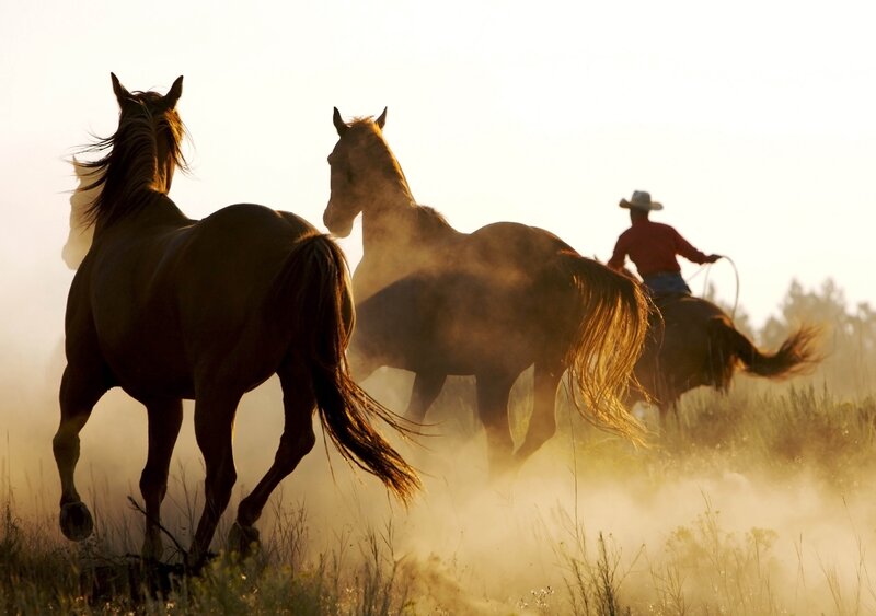 Cowboy Herding Horses — Brown, Dramatic, Sunset, Photograph