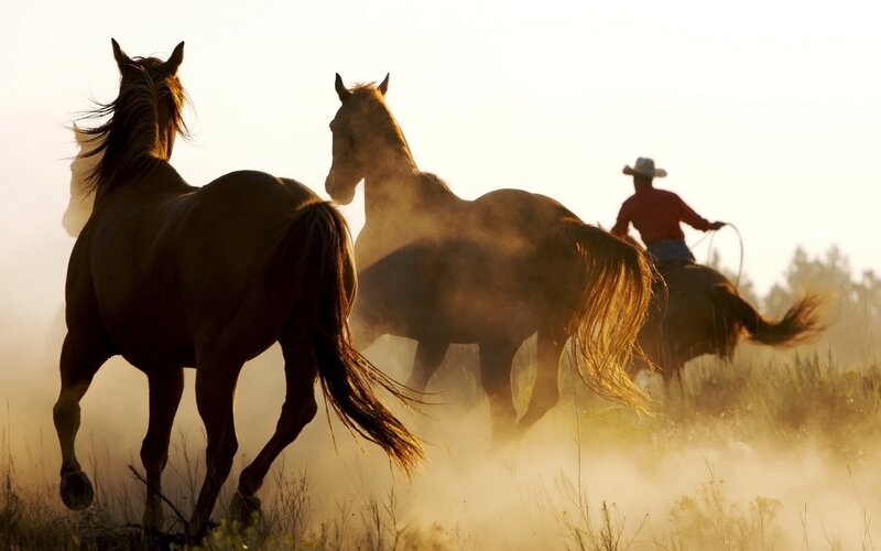 Cowboy Herding Horses — Brown, Dramatic, Sunset