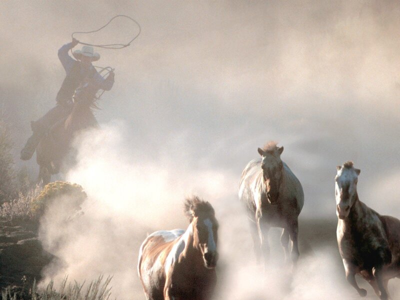 Cowboy Herding Horses — Brown, Dramatic