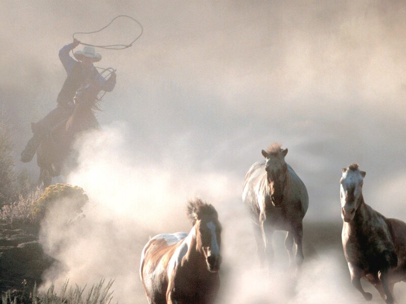 Cowboy herding horses in dust