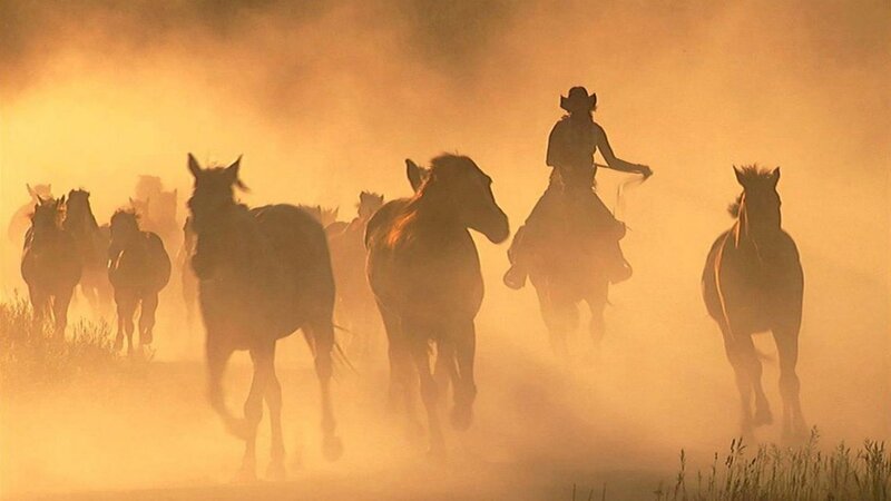 Cowboy Herding Horses — Orange