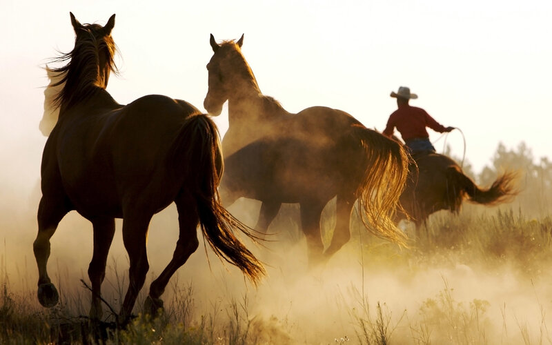 Cowboy Herding Horses