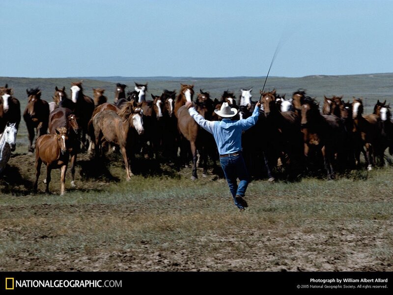 Cowboy herding wild horses