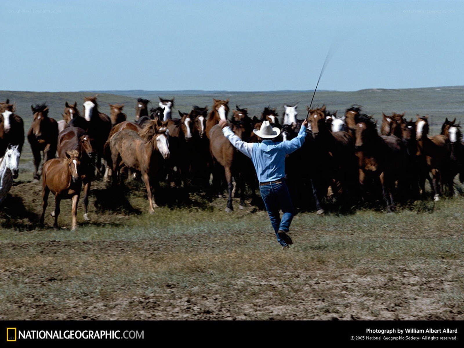 Cowboy herding wild horses