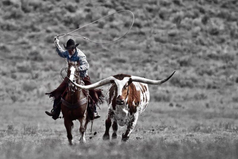 Cowboy lassoing a longhorn