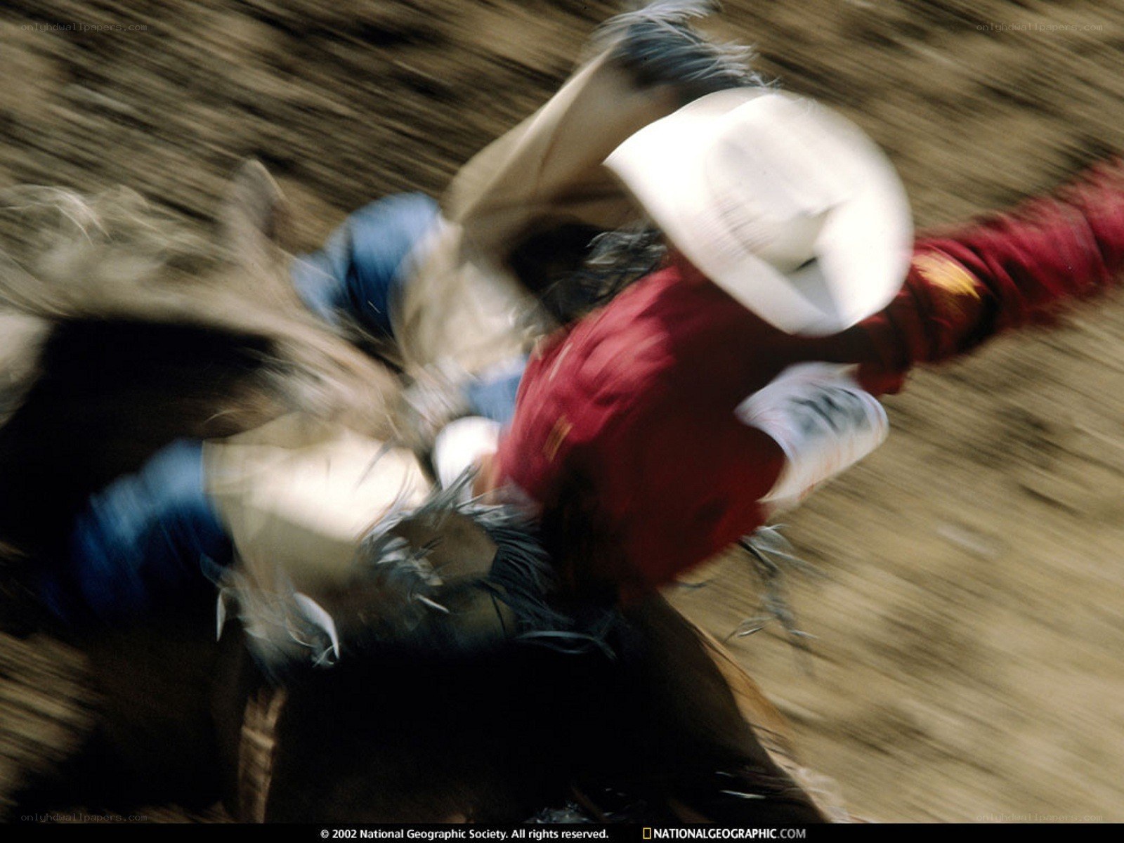 Cowboy on a bucking horse