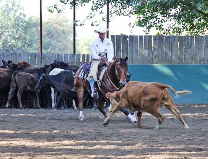 Cowboy on Horse — Brown, Active, Afternoon