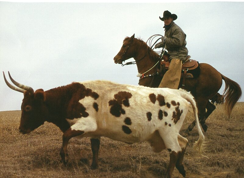 Cowboy on Horse with Bull