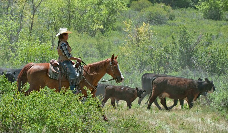 Cowboy on Horse with Cattle