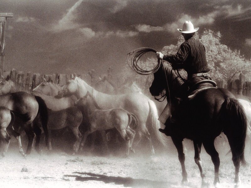 Cowboy on Horse with Herd