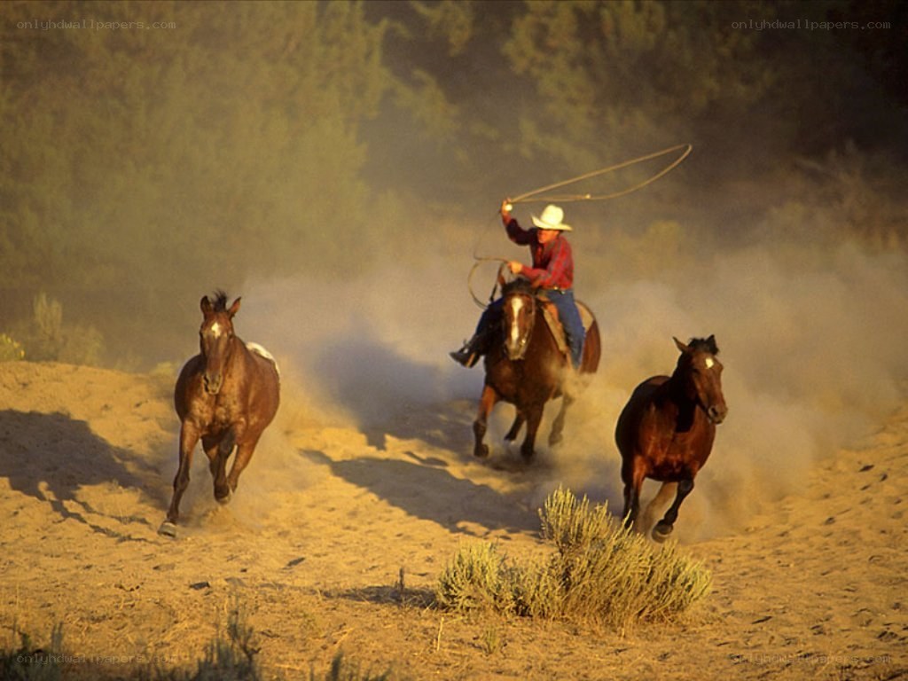 Cowboy roping horses