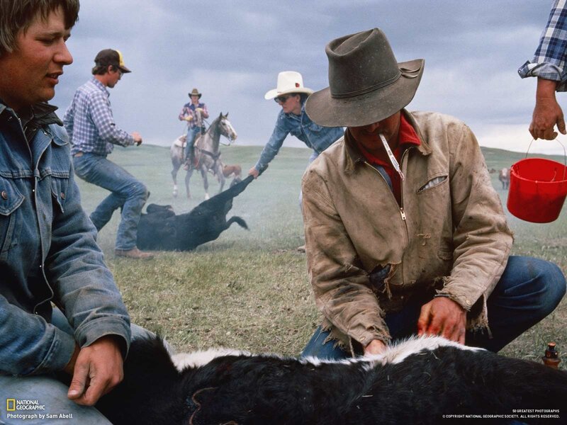 Cowboys branding a calf