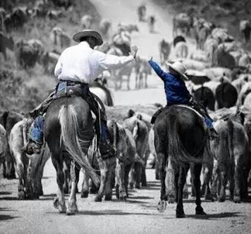 Cowboys Herding Cattle — Black