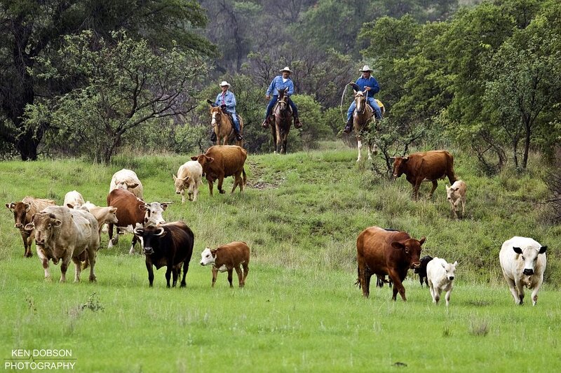 Cowboys Herding Cattle — Green