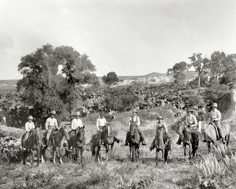 Cowboys herding cattle