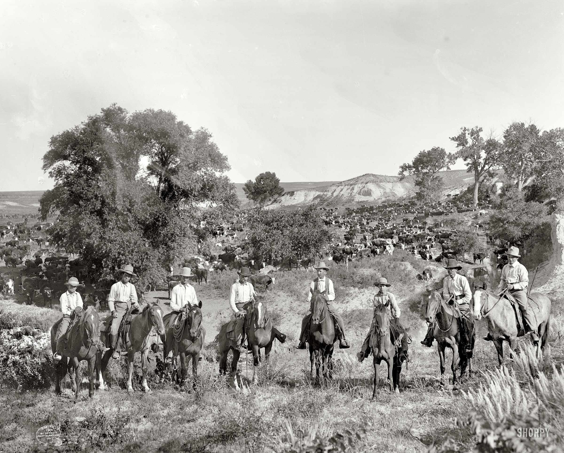 Cowboys herding cattle