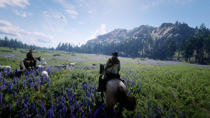 Cowboys Herding Sheep
