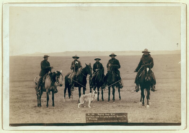 Cowboys with Gray Wolf