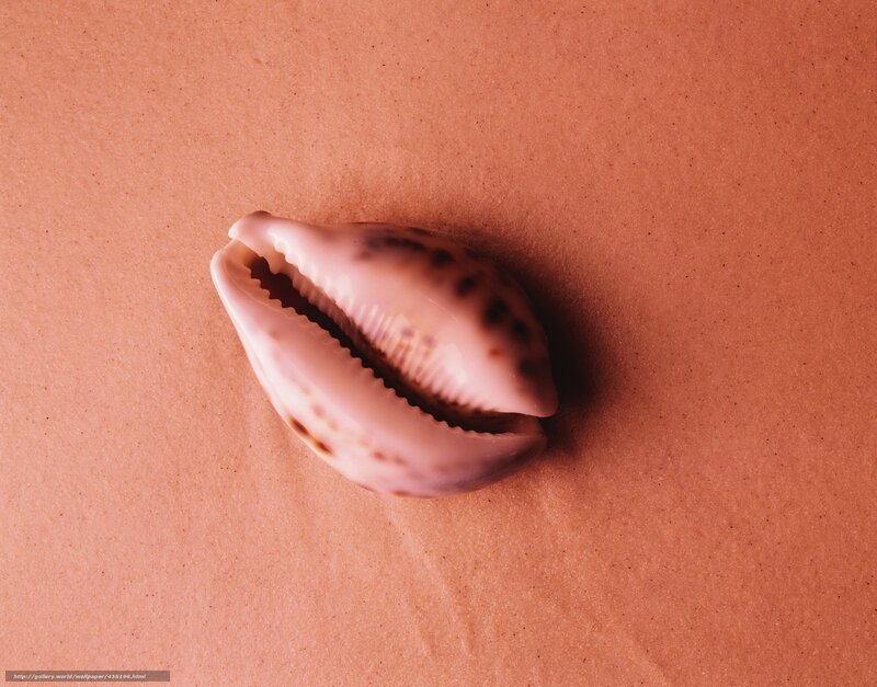 Cowrie Shell on Sand — Brown