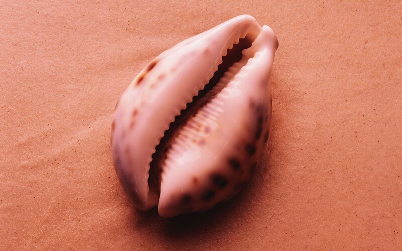 cowrie shell on sand