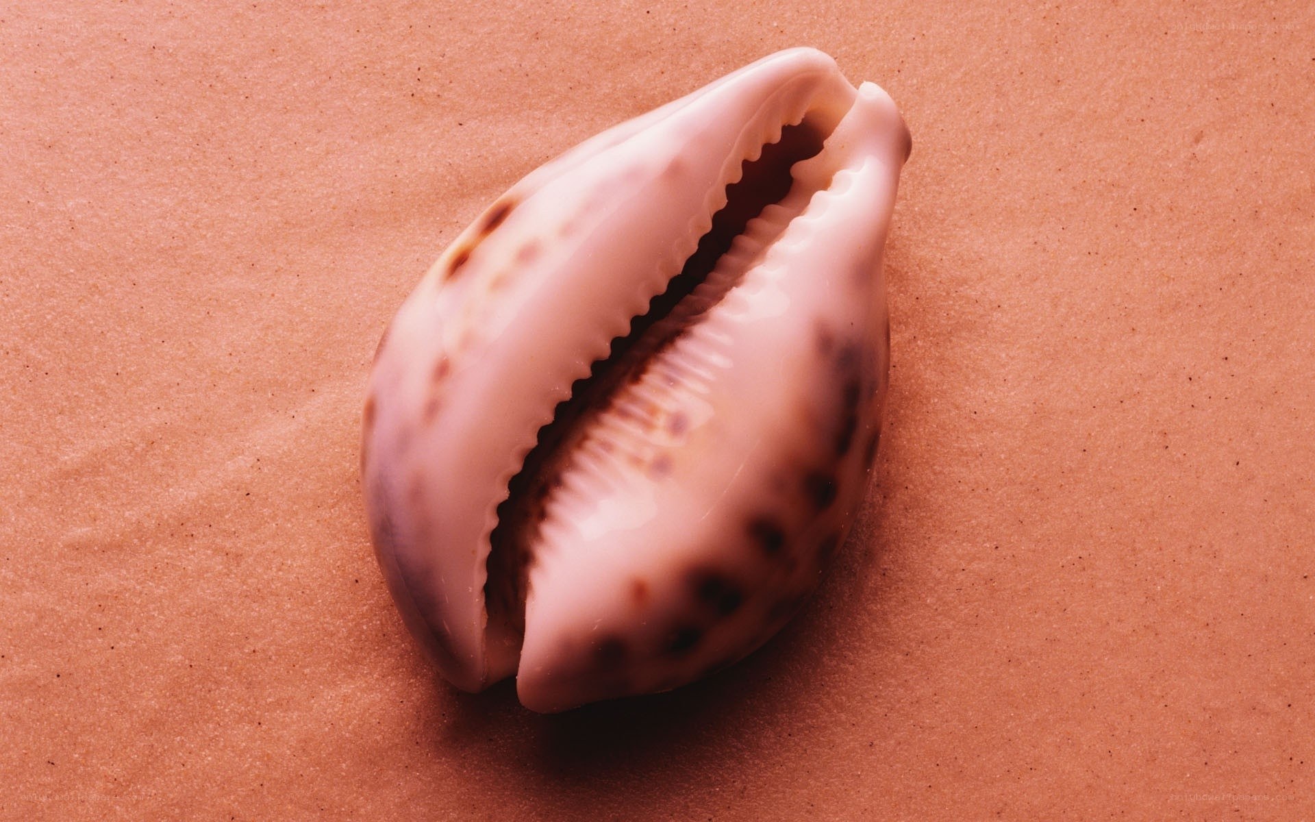 cowrie shell on sand