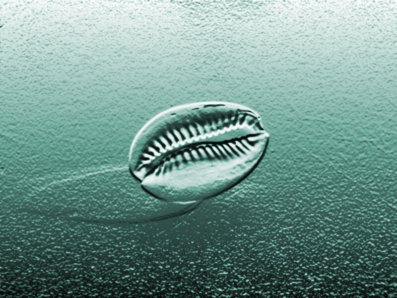 cowrie shell underwater