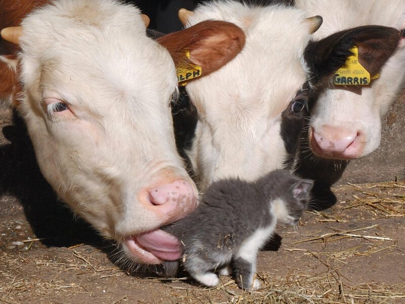 cows and a kitten