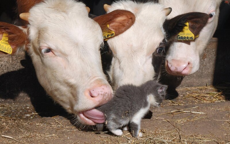 Cows and a kitten together
