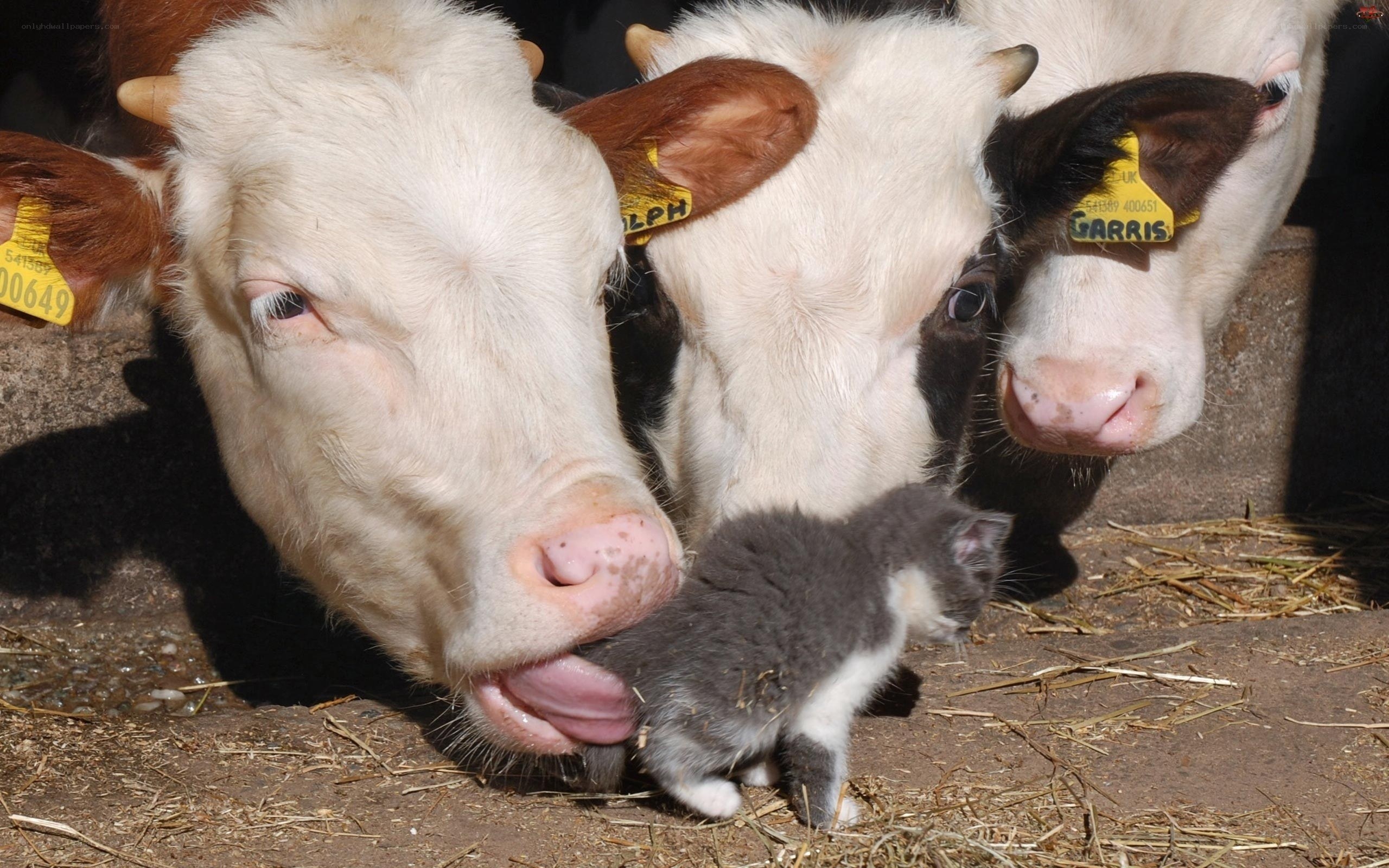 Cows and a kitten together