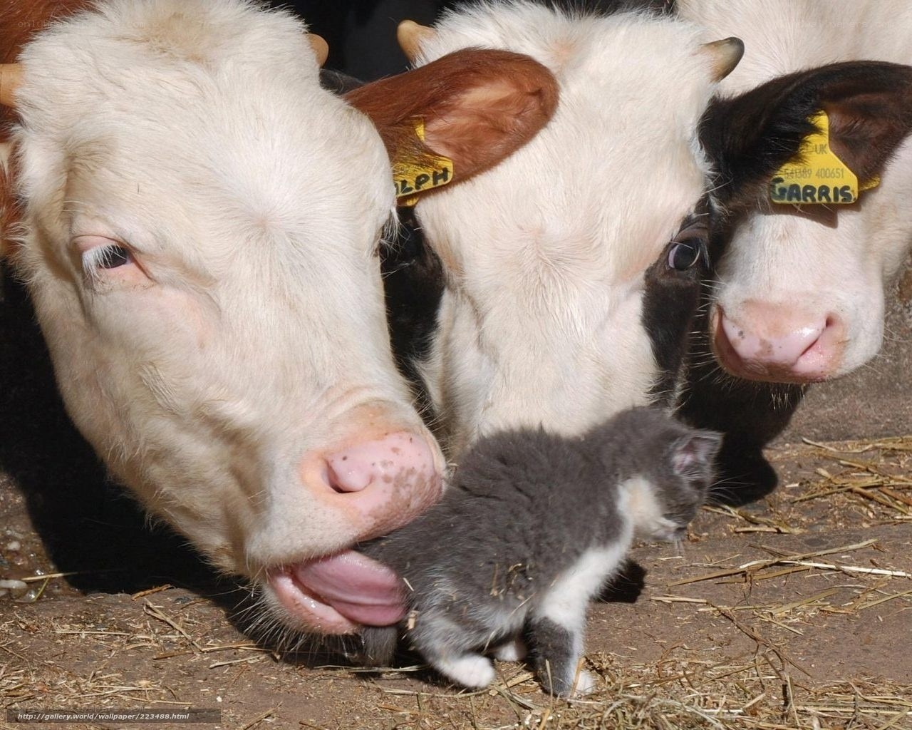 cows and a kitten together