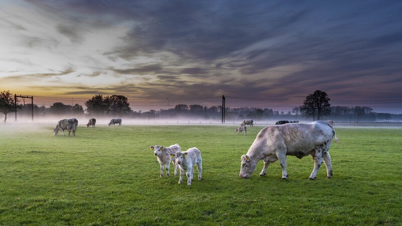 Cows and Calves in Field