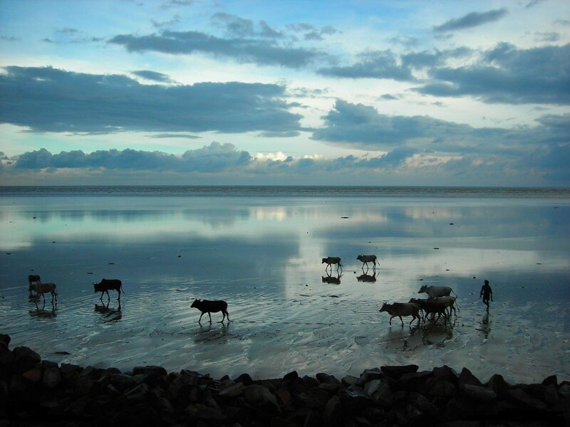 Cows and Herder on Beach