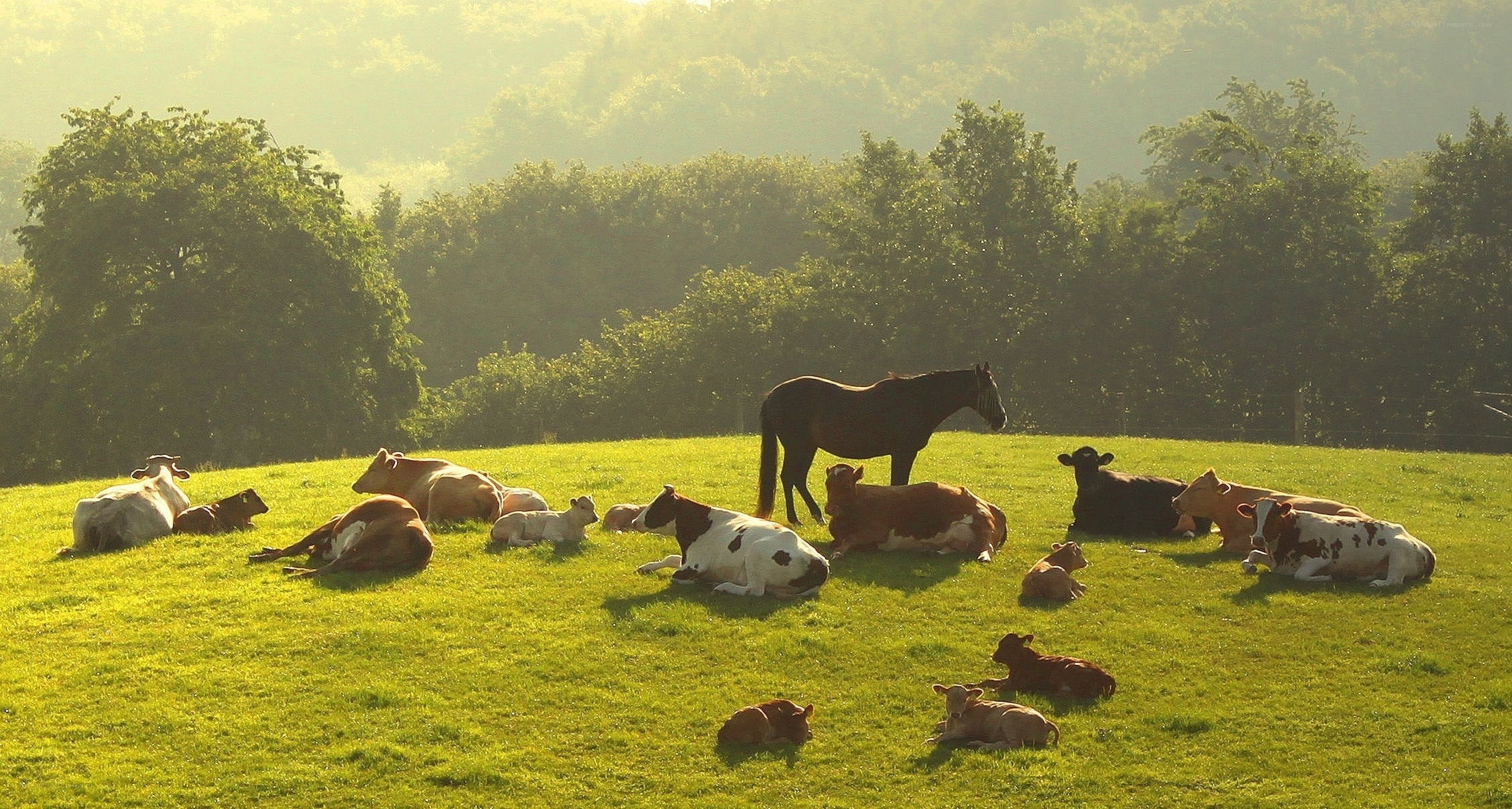 Cows and horse in a field