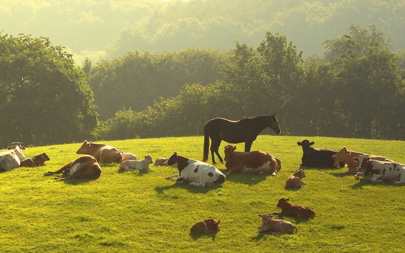 Cows and Horse in Field — Green, Serene