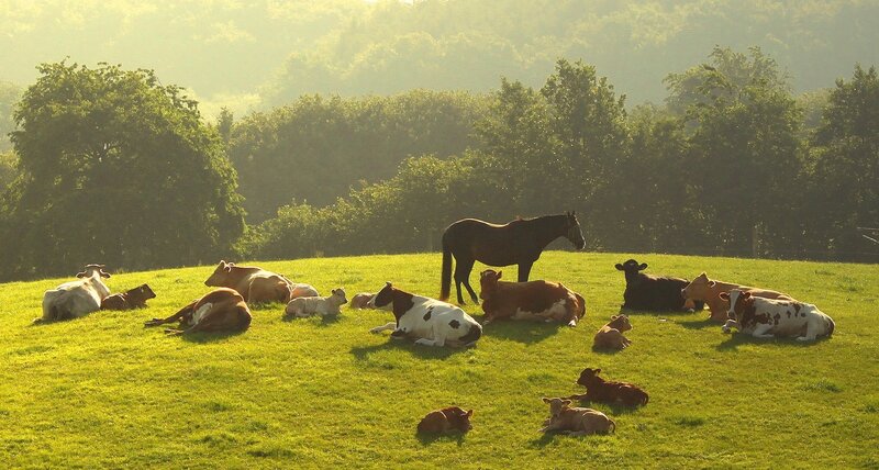 Cows and Horse in Field — Green