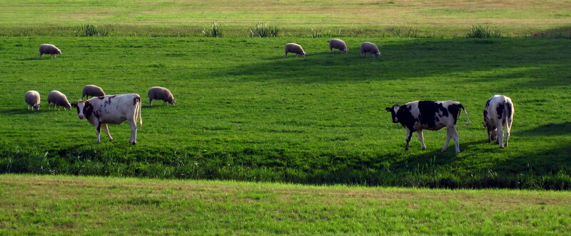 Cows and Sheep in Field — Green