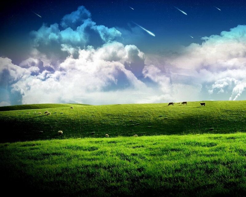 Cows and Sheep in Field