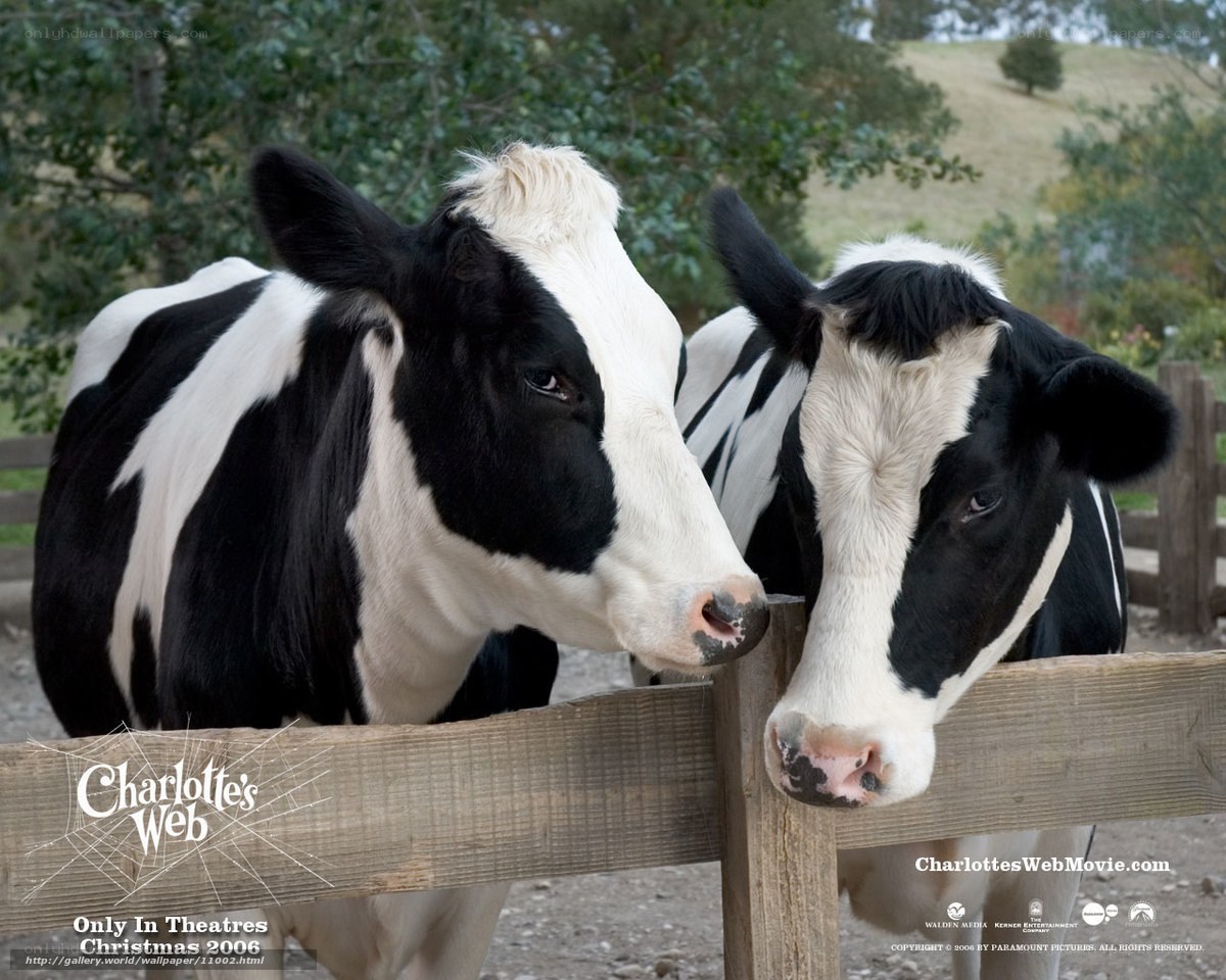 cows at a farm fence