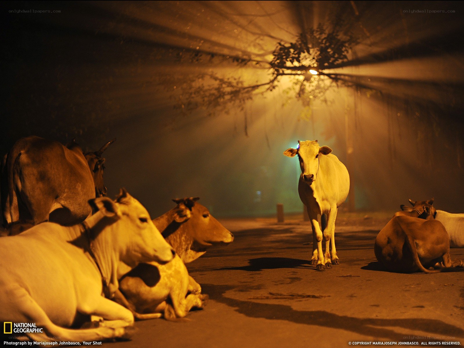 Cows at night under streetlight