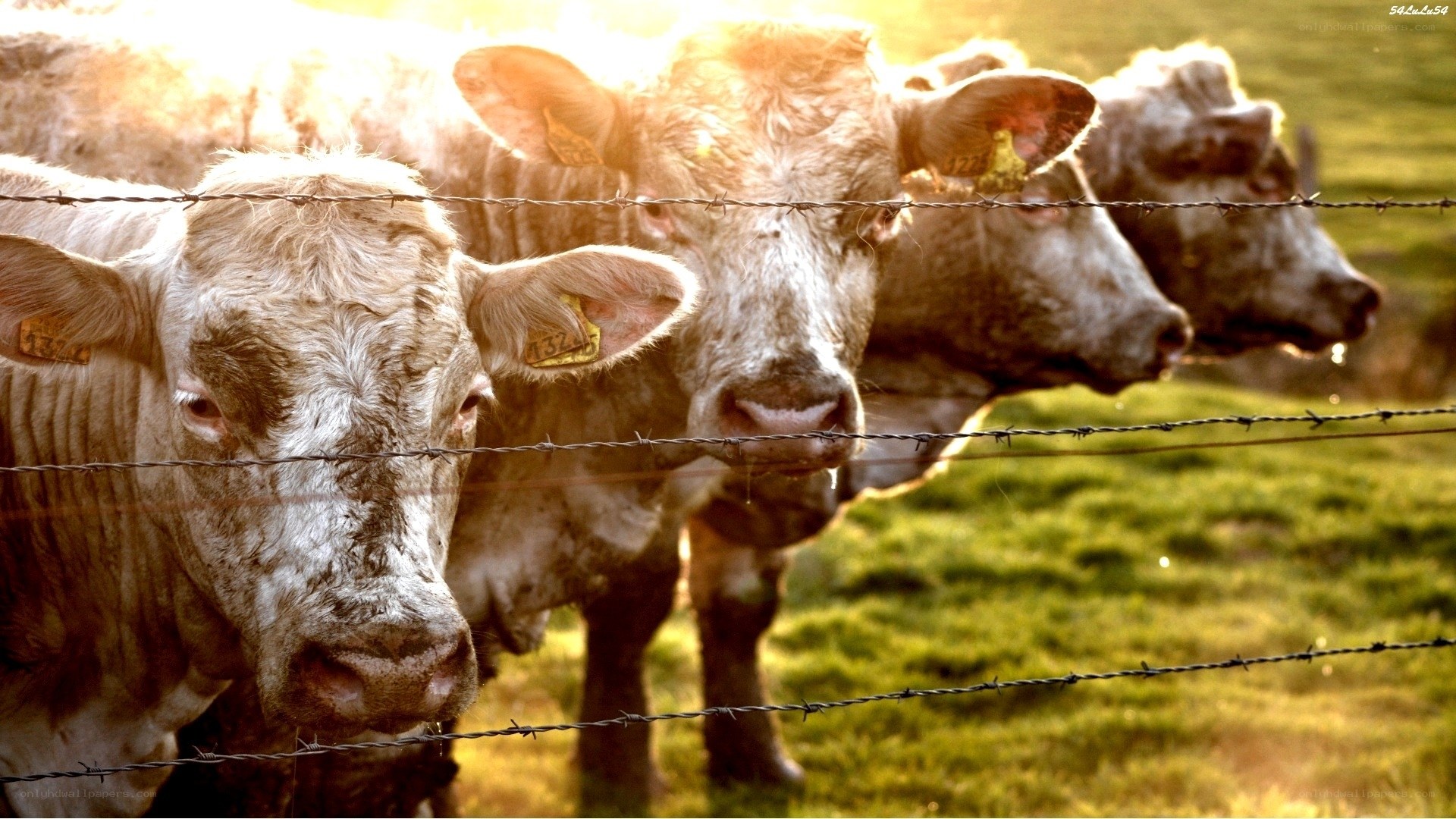 Cows behind barbed wire fence