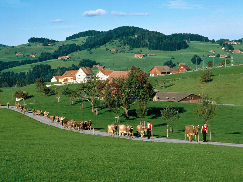 Cows being herded on a rural path