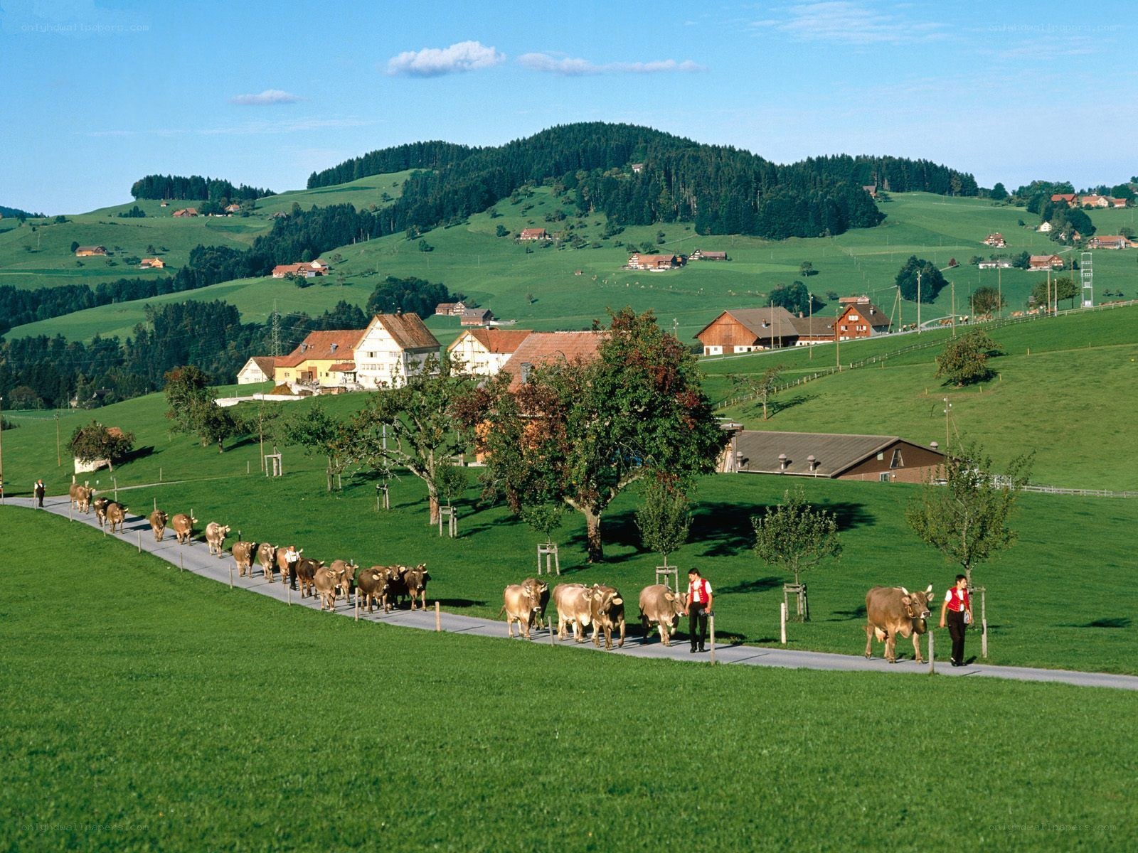 Cows being herded on a rural path
