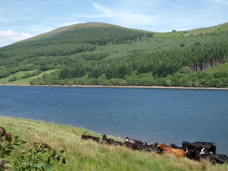 Cows by a lake in the hills