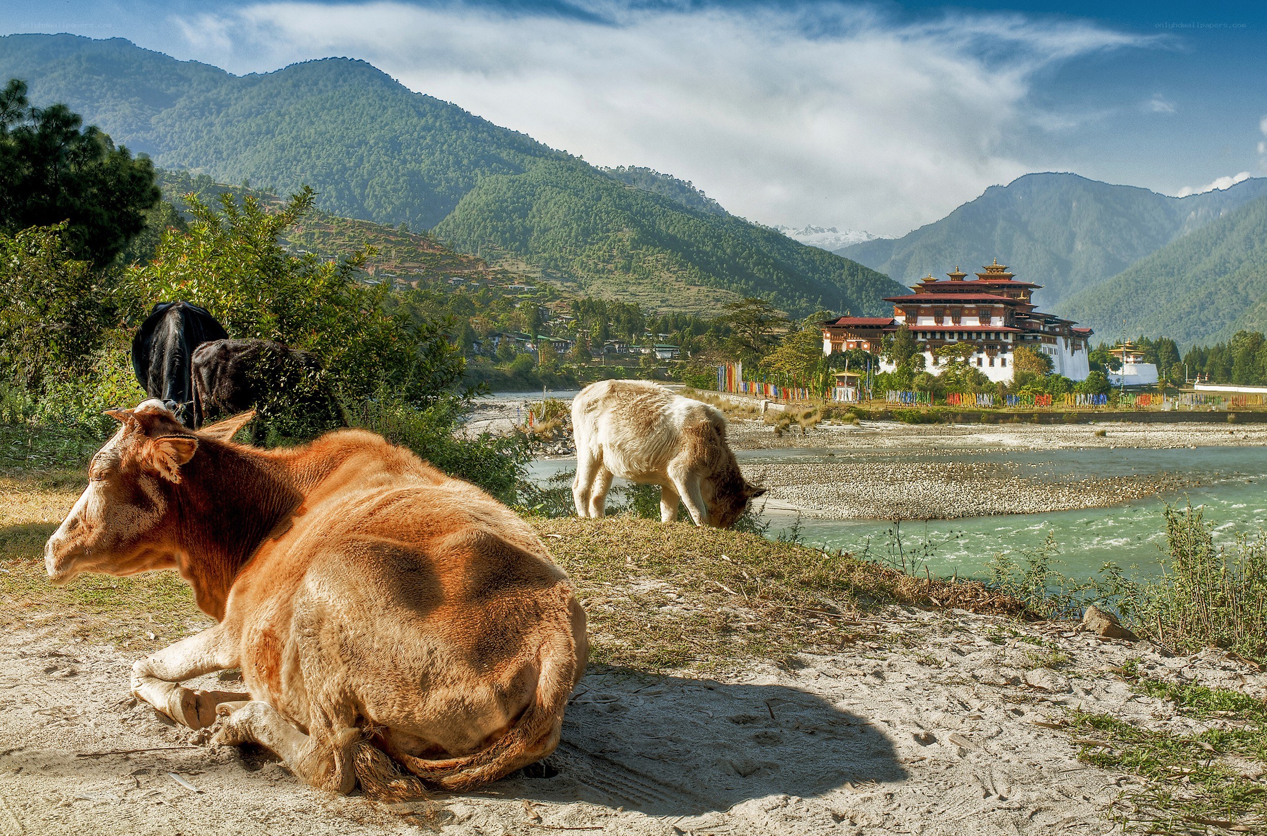 Cows by a river in Bhutan