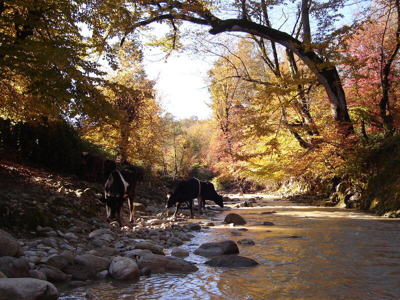 Cows by a River — Yellow