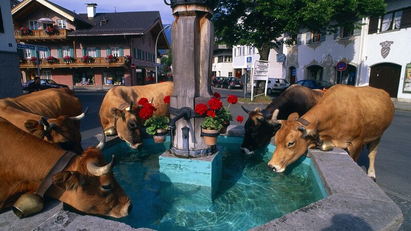 Cows drinking from a fountain