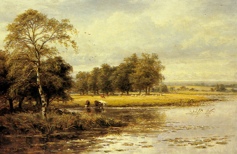 Cows Drinking from River
